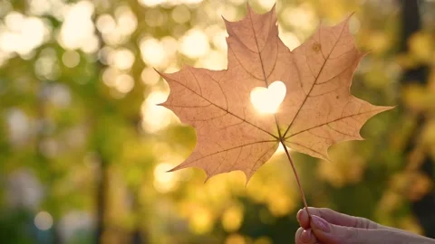 Woman's hand keeps yellow leaf with heart in autumn forest Stock Footage