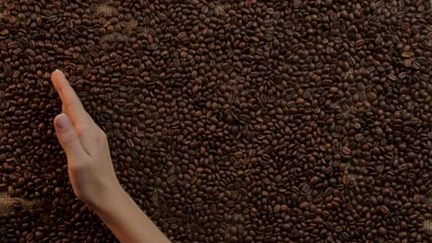 Woman's hand moves evenly spaced coffee beans and frees up empty jute space Stock Footage 135574591