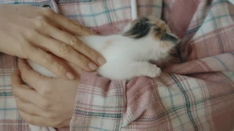 Woman's hand moving lightly over the kitten’s fur Stock Footage 306252043