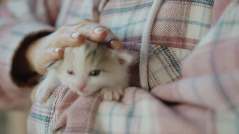 Woman's hand moving lightly over the kitten’s fur Stock Footage 306252049