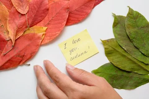 A woman's hand moving a note "I love you, autumn" among the fallen autumn lea Stock Photos
