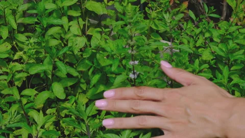Woman's Hand Moving Through Green Leaves of Mint Stock Footage 148392945