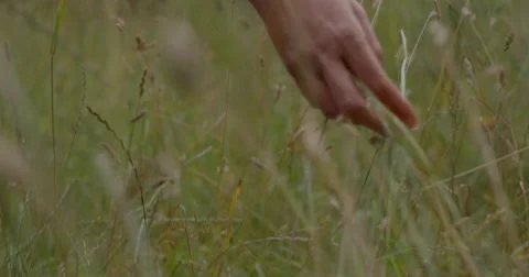 Woman's hand passing through grass in 2k, 2048 × 1080 Stock Footage 68048066