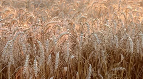 Woman's hand passing through the wheat plants before harvest 動画素材 52436173