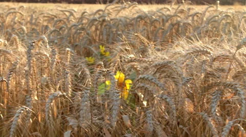 Woman's hand passing through the wheat plants before harvest Video stock 52436230