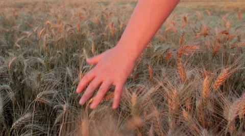 Woman's hand passing through the wheat plants before harvest Video stock 52691207