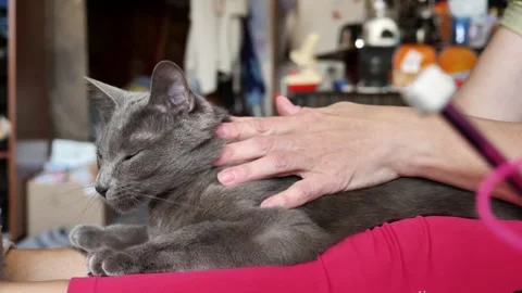 A woman's hand petting a gray cat. Close-up Stock Footage 336546062