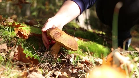 Woman's hand picking up cep mushroom (Boletus edulis) in the forest. Stock Footage 219946941
