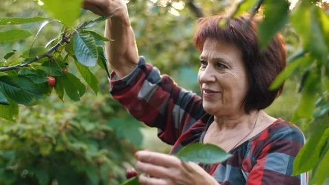 Woman's hand picking cherry Stock Footage 76977041