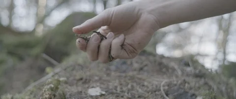 Woman's hand picking up dry plants and soil from the forest ground Stock Footage 110389209