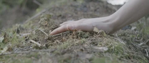 Woman's hand picking up dry plants and soil from the forest ground Stock Footage 110389944
