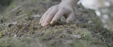 Woman's hand picking up dry plants and soil from the forest ground Stock Footage 110392791