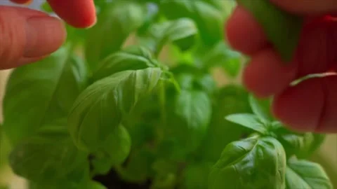 A woman's hand picking fresh basil leaves from basil flowerpot as aromatic herb Stock Footage 233043554