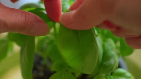 A woman's hand picking fresh basil leaves from basil flowerpot as aromatic herb Stock Footage 233043555