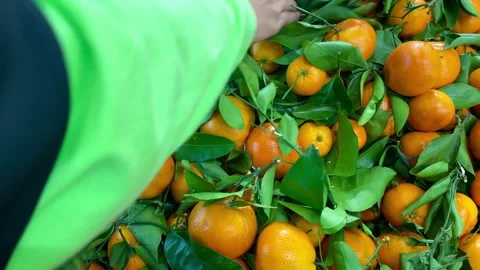 A woman's hand picking fresh yellow oranges Stock Footage 334863468