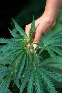 Woman's hand picking hemp Foto stock
