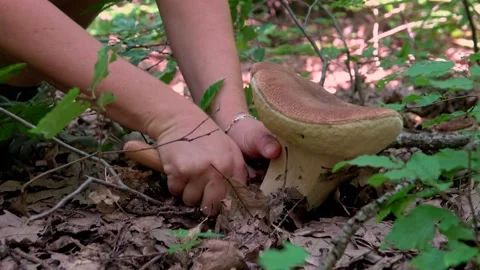 Woman's hand picking mushrooms 스톡 동영상 161777991