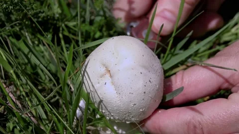 Woman's hand picking mushrooms in spring field Stock Footage 155848374