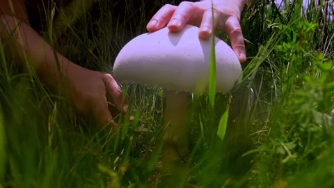 Woman's hand picking mushrooms in spring field Stockbeeldmateriaal 155848448