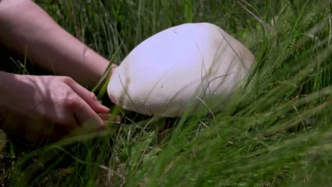 Woman's hand picking mushrooms in spring field Stock Footage 155848466