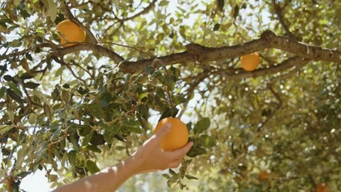 A woman's hand picking an orange from a tree, Marseille, France Stock Footage 291303166