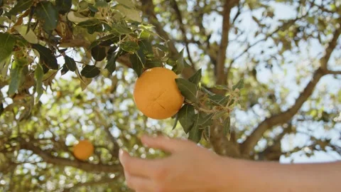 A woman's hand picking an orange from a tree, Marseille, France Stock Footage 291303176