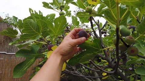 Woman's hand picking ripe figs from the tree Stock Footage 202212593