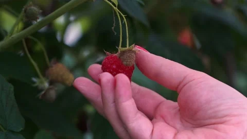Woman's hand picking ripe raspberry from bush close-up Stock Footage 201468872