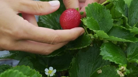 Womans hand picking a ripe red strawberry from a green bush Stock Footage 332911351