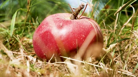 Womans Hand Picking Up a Ripe Red Apple from Garden Grass Stock Footage 346519138