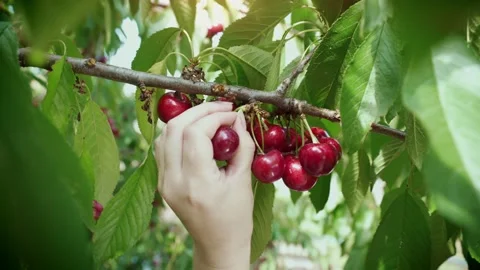 Woman's hand picks a cherry from a branch. Sweet cherries is ready for picking. Stock-Footage 149241479