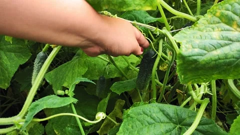 A woman's hand picks cucumbers from a bush 库存影片 137467296