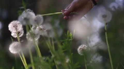 Woman's hand picks a dandelion Video stock 66655702