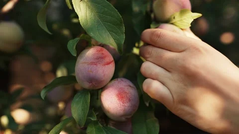 Woman's hand picks a plum from a tree Stock Footage 204723268