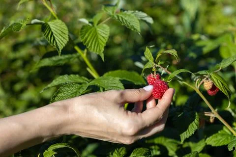 A woman's hand picks a raspberry from a bush Stock Photos