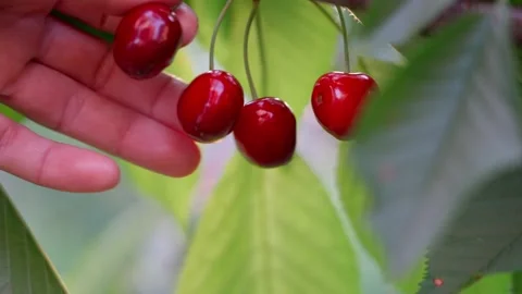 Woman's hand picks a red cherry Stock Footage 156788402