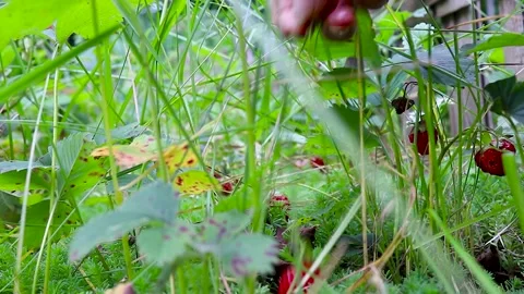 A Woman's Hand Picks up a Red Strawberry from the Ground. Stock Footage 245154616
