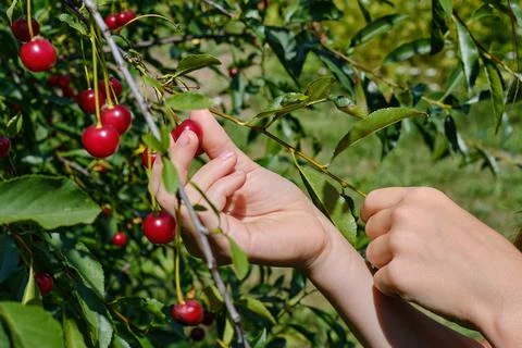 A woman's hand picks ripe red cherry berries from a branch. Cherry harvesting Stock Photos