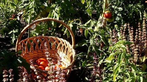 Woman's hand picks a tomato from a bush and throws it in a basket Stock Footage 107337657