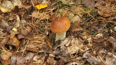 Woman's hand picks a white forest mushroom Stock Footage 145476601