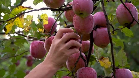 A woman's hand plucks an apple from a tree, a lot of apples on a tree branch Stock Footage 141054726