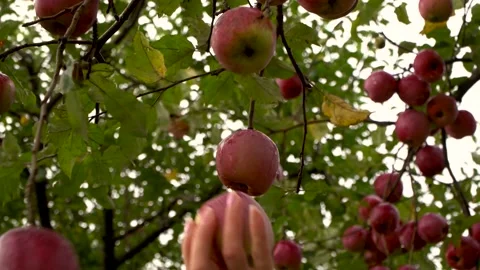 A woman's hand plucks an apple from a tree, water drips from a tree Stock Footage 141054733