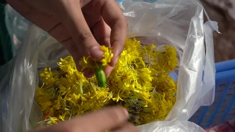 A woman's hand preparing flowers to pay respect to the monks. Stock Footage 140390371