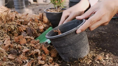 Woman's hand Preparing the soil and fertilizer while using a shovel to scoop Stock Footage 116298751