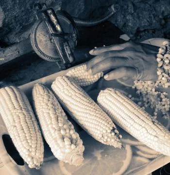Woman's hand processing handcrafted corn typical of South America 스톡 사진