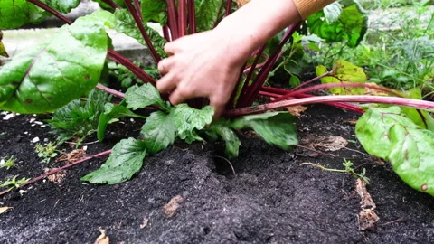 A woman's hand in a protective glove pulls beet out of the garden. Stock Footage 147039005