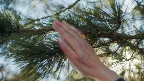 Womans Hand Pulling a Branch Vídeos de archivo 111755805