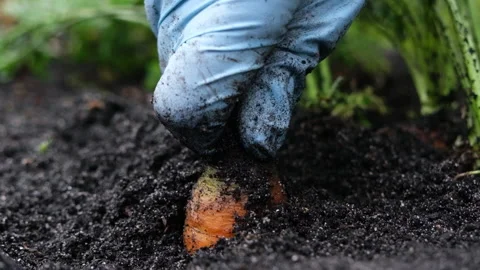 A woman's hand pulls carrots out of the garden. Stock Footage 140131922