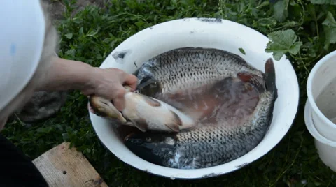 Woman's hand pulls a large carp Stock Footage 63227203