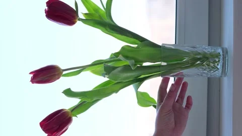 A woman's hand puts a bouquet of red tulips in a vase on the window Stock Footage 235896765